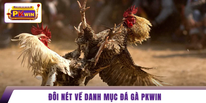 Đôi nét về danh mục đá gà PKWIN
