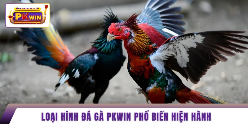 Loại hình đá gà PKWIN phổ biến hiện hành