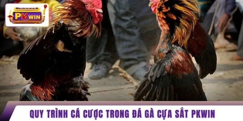 Quy trình cá cược trong đá gà cựa sắt PKWIN