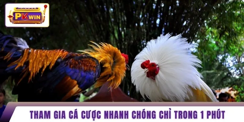 Tham gia cá cược nhanh chóng chỉ trong 1 phút