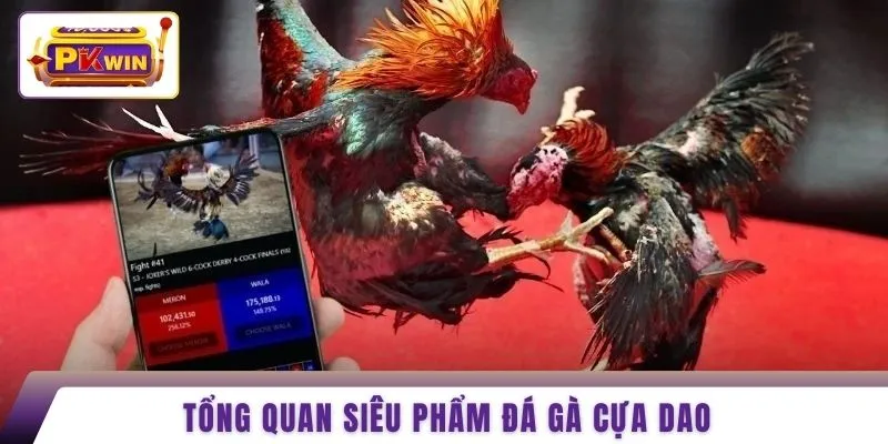 Tổng quan siêu phẩm đá gà cựa dao